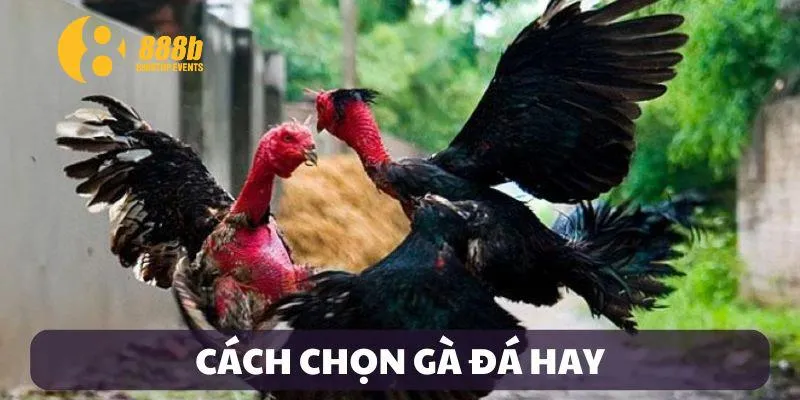 cach-chon-ga-da-hay