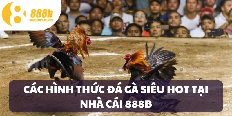 Các hình thức đá gà tại 888B