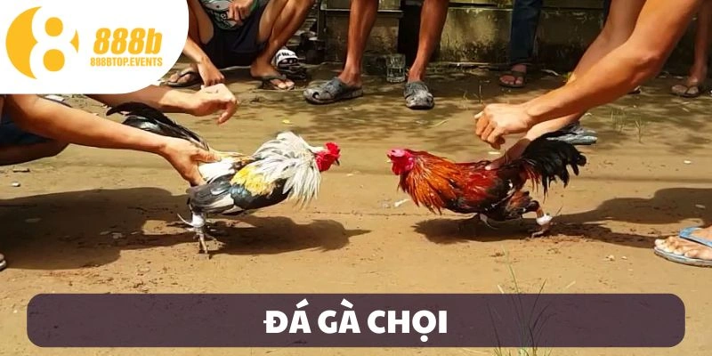 đá gà chọi