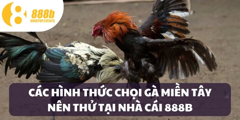 Các hình thức chọi gà miền Tây phổ biến