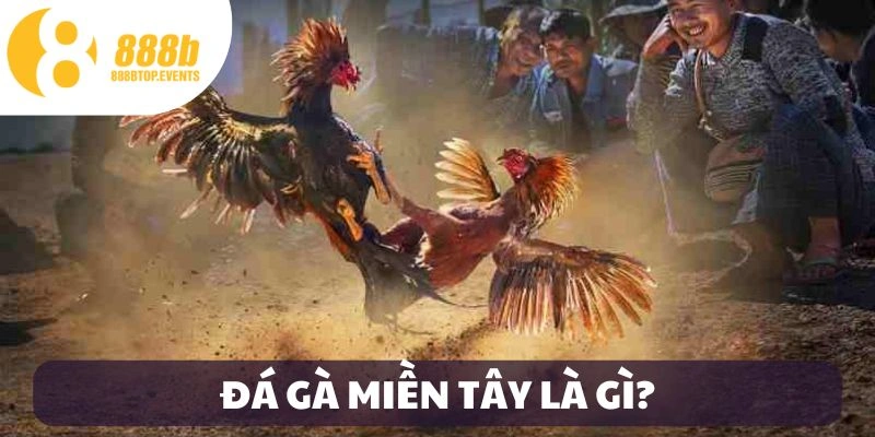 Giới thiệu đá gà miền Tây