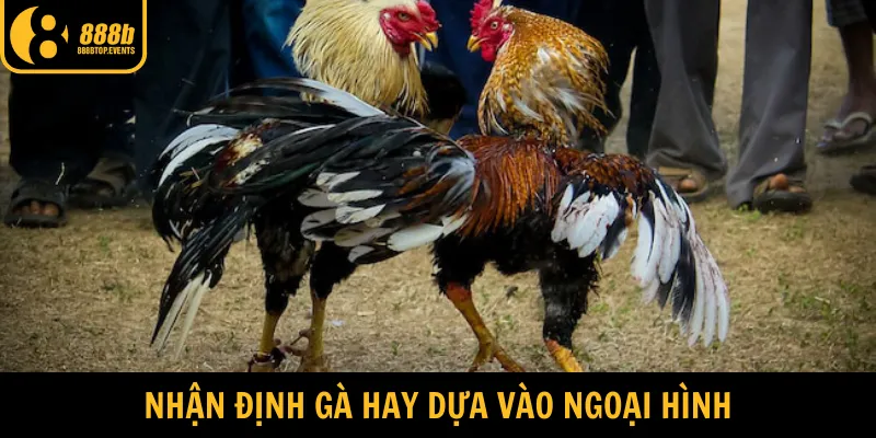 Chọn chiến kê hay dựa vào ngoại hình