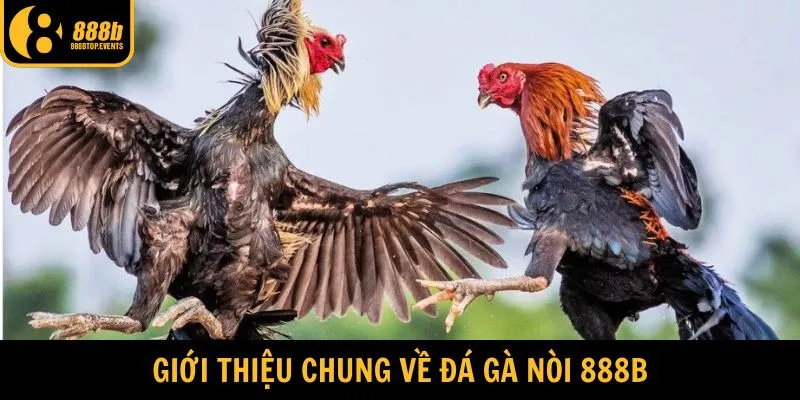 Tổng quan về đá gà nòi